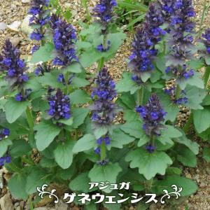 アジュガ ゲネウェンシス 3号ポット苗 予約販売4〜5月頃入荷予定 爆買いweek