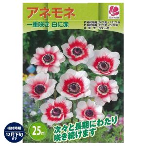 アネモネ 一重咲き 白に赤 (25ml) 球根 ...の商品画像