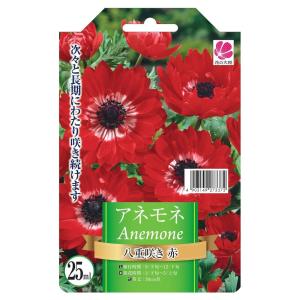 球根 アネモネ 八重咲き 赤 25ｍｌ （植え付け時期12月下旬まで） 予約販売8月下旬入荷予定