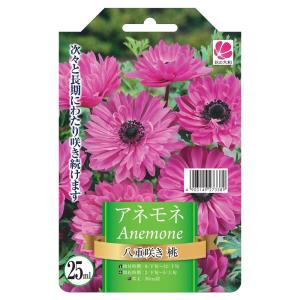 球根 アネモネ 八重咲き 桃 25ml (植え付...の商品画像