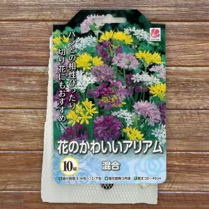 球根 アリアム 混合 10球入 （植え付け時期12月下旬まで） 予約販売9月下旬以降入荷予定