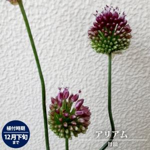 球根 アリアム 丹頂 12球入 （植え付け時期12月下旬まで） 予約販売9月下旬以降入荷予定