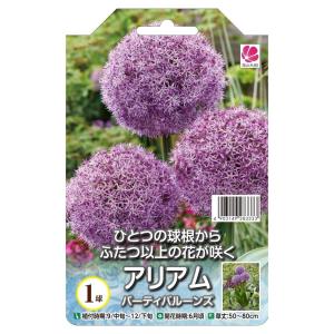 球根 アリアム パーティバルーンズ 1球入 （植え付け時期12月下旬まで） 予約販売9月下旬以降入荷予定