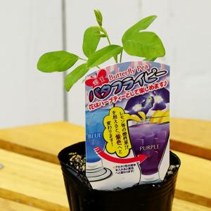 バタフライピー 八重咲き 3号ポット苗 愛知県産の詳細画像3