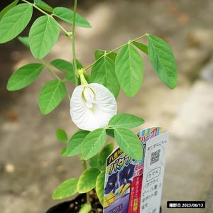 バタフライピー 八重咲き 3号ポット苗 愛知県産の詳細画像5