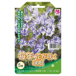 球根 ブローディア ルディ 5球入 （植え付け時期12月下旬まで） 予約販売10月下旬頃入荷予定