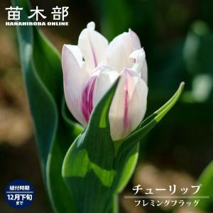 すずらん咲き水仙 スノーフレーク 球根 （4球入） （植え付け時期9月