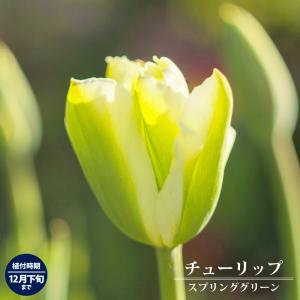 球根 チューリップ スプリンググリーン 3球入 ...の商品画像