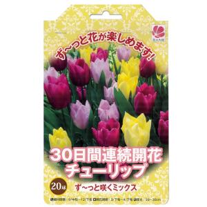 チューリップ 球根 ず〜と咲くミックス・30日間...の商品画像