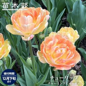 チューリップ チャーミングビューティ 球根 あるれるように花が咲く 3球入（植え付け時期12月下旬まで） 予約販売10月下旬頃入荷予定