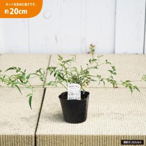 斑入りハゴロモジャスミン ミルキーウェイ 3号ポット苗