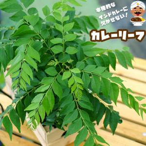 令和8年度切り苗 安納芋こがね(白皮) 苗 10本 切り苗 ○さつまいも苗