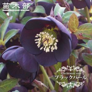 サンセット オーケストラ 八重咲きクリスマスローズ 4.5号ポット