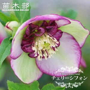 ダブルファンタジー 八重咲きクリスマスローズ 3号ポット 苗 : 苗木部
