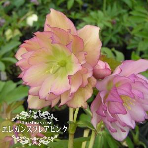 プチドール 沙羅 クリスマスローズ 3号ポット苗 : 苗木部 花ひろば