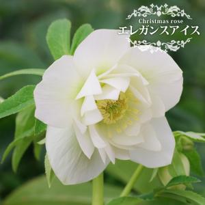 ダブルファンタジー 八重咲きクリスマスローズ 3号ポット 苗 : 苗木部