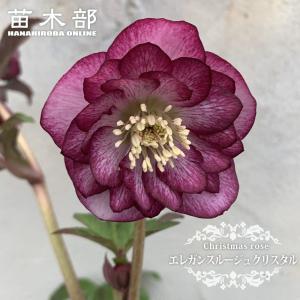 サンセット オーケストラ 八重咲きクリスマスローズ 4.5号ポット