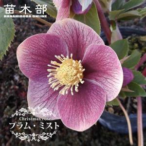 アンジェリエ 八重咲きクリスマスローズ 3号ポット 苗 : 苗木部 花