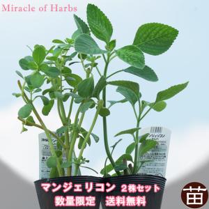 奇跡の樹モリンガ （ワサビノキ） スーパーフード 苗木 : 苗木部 花