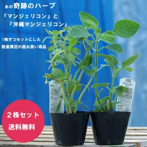 奇跡のハーブ マンジェリコン 2株セット ポル...の詳細画像2