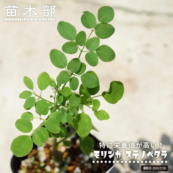 奇跡の樹モリンガ ステノペタラ （ワサビノキ） 2号ポット苗 実生