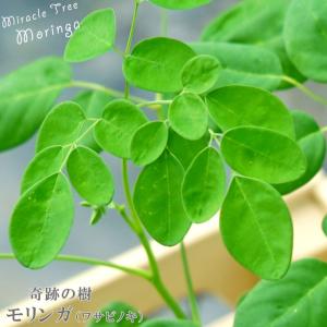 奇跡の樹モリンガ ヒルブランディー （ワサビノキ） スーパーフード
