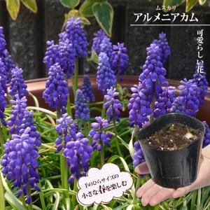 ムスカリ アルメニアカム 3.5号ポット苗