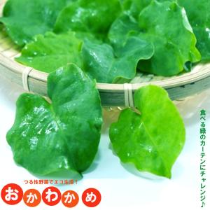 「 おかわかめ 」栽培用むかご・苗 あります！　オカワカメ　雲南百薬 オカワカメ 苗 栽培 雲南百薬 多年 宿根草 1株 むかご 販売 グリーン