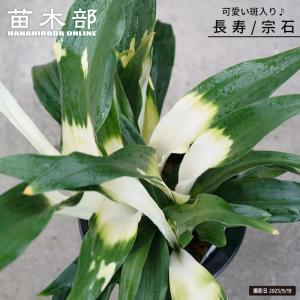 斑入り万年青(オモト) 長寿 (宗石) 5.5号...の商品画像