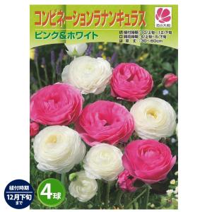 ラナンキュラス ピンク & ホワイト 4...の商品画像