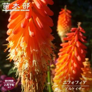 球根 ニフォフィア アルケイザー 1株入 （植え付け時期2月下旬まで） 予約販売12月中旬頃入荷予定
