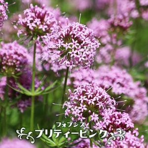 ベロニカ ウィザーディング ピンクポーション 3.5号ポット苗（PW