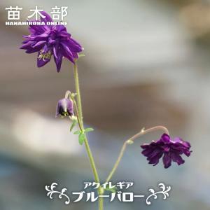 お買い得一点物咲き進み株】加藤農園 サンシャインゴールドクリスマス