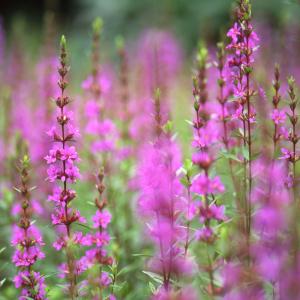 ミソハギの花 盆花の商品一覧 通販 Yahoo ショッピング