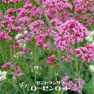 苗木部 花ひろばオンライン 草丈高い 宿根草 Yahoo ショッピング