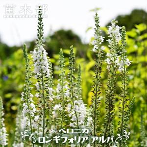 チョウセンニンジン 2.5号ポット苗 : 苗木部 花ひろばオンライン