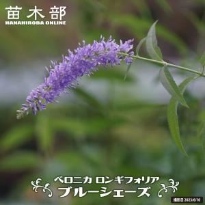 バプティシア ダッチチョコレート 4号ポット苗 : 苗木部 花ひろば