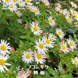 グレビレア ゴールデンユーロ 7号ポット大苗 : 苗木部 花ひろば