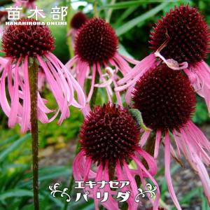 クロモジ （黒文字） 根巻き苗 : 苗木部 花ひろばオンライン - 通販