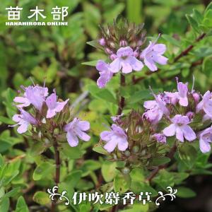 エノテラ クンティアナ 3号ポット苗 爆買いweek : 苗木部 花ひろば