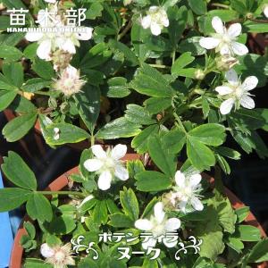 多肉植物 アガベ 王妃笹の雪 B型 2.5号ポット苗 : やましち山野草店