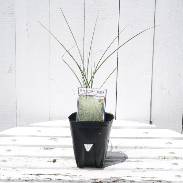イトススキ モーニングライト 3号ポット苗