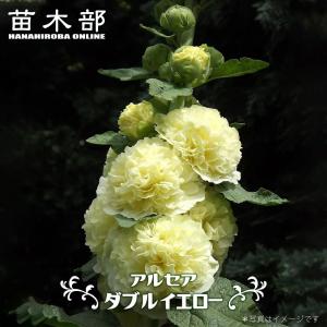 クリスマスローズ　ホワイトオーケストラ♥️ アネモネ咲　現品 ホワイトオーケストラ アネモネ咲きクリスマスローズ 3号ポット 苗 爆