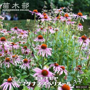 エキナセア バタフライキッシーズ 4号ポット苗 : 苗木部 花ひろば