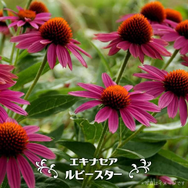 エキナセア ルビースター 3号ポット苗 予約販売4〜5月頃入荷予定 爆買いweek