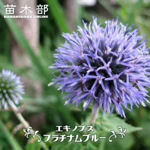 エキノプス （ルリタマアザミ） プラチナムブルー 3号ポット苗 予約販売4月下旬頃入荷予定