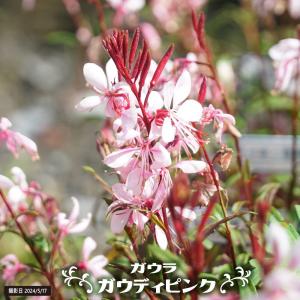 ガウラ リリポップピンク 苗 3号 白鳥草 ピンク花 矮性 宿根草 240528