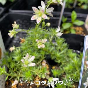 ミューレンベルギア'カピラリス'の苗 : 植物・園芸専門店 花育通販
