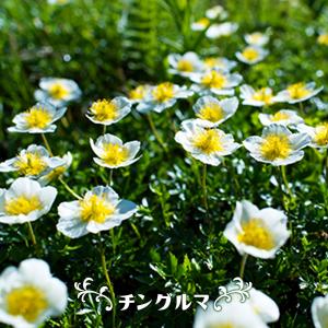 チョウセンニンジン 2.5号ポット苗 : 苗木部 花ひろばオンライン