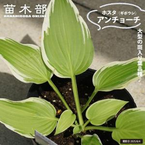 ギボウシ ホスタ 黄斑 数量限定 大人気品種 大株 7号 人気品種